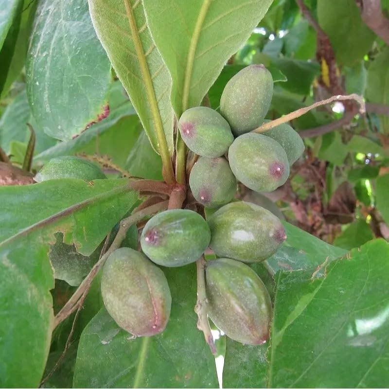 See full amazon price history chart for Golden Bloom Indian Almond (Badam) Live Plant hybrid Plant Height 1.5-2 FT Golden Bloom Indian Almond (Badam) Live Plant hybrid Plant Height 1.5-2 FT (B0CLM6K7DD) Amazon Price History, Amazon Price Tracker