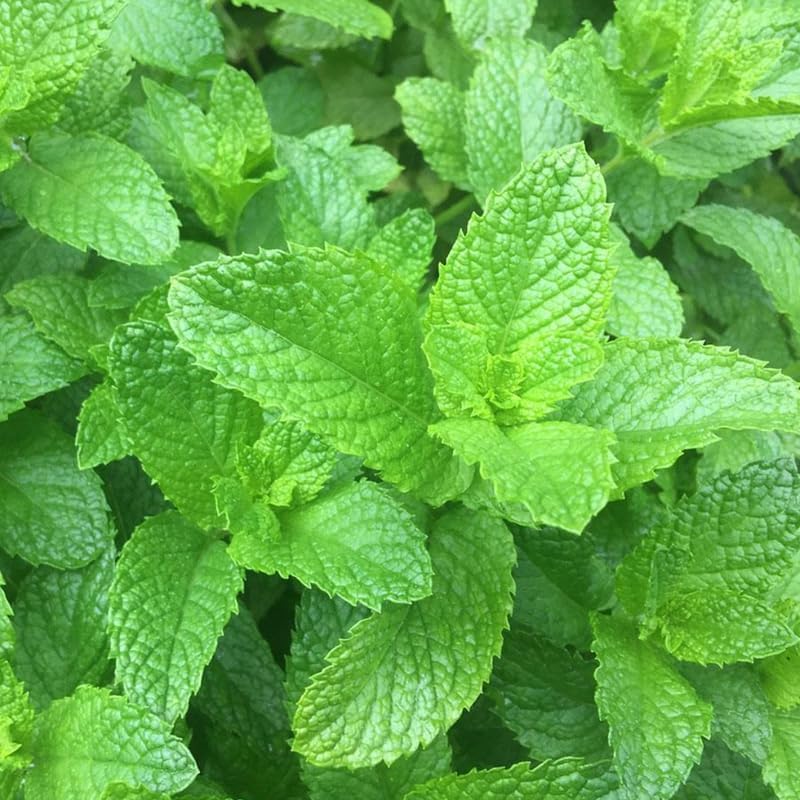 Spearmint Plants Live Indoors Outdoors, Mint Plant Seeds, Herb Plants Live in Pot, Fresh Herb Mint Plant, Fresh Mint Plant, Potted Mint