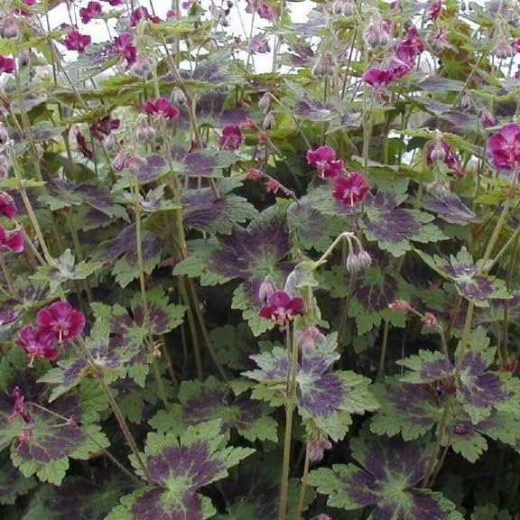 Plant World Seeds - Geranium Phaeum 'Samobor' Seeds (Perennial Flower Seeds)