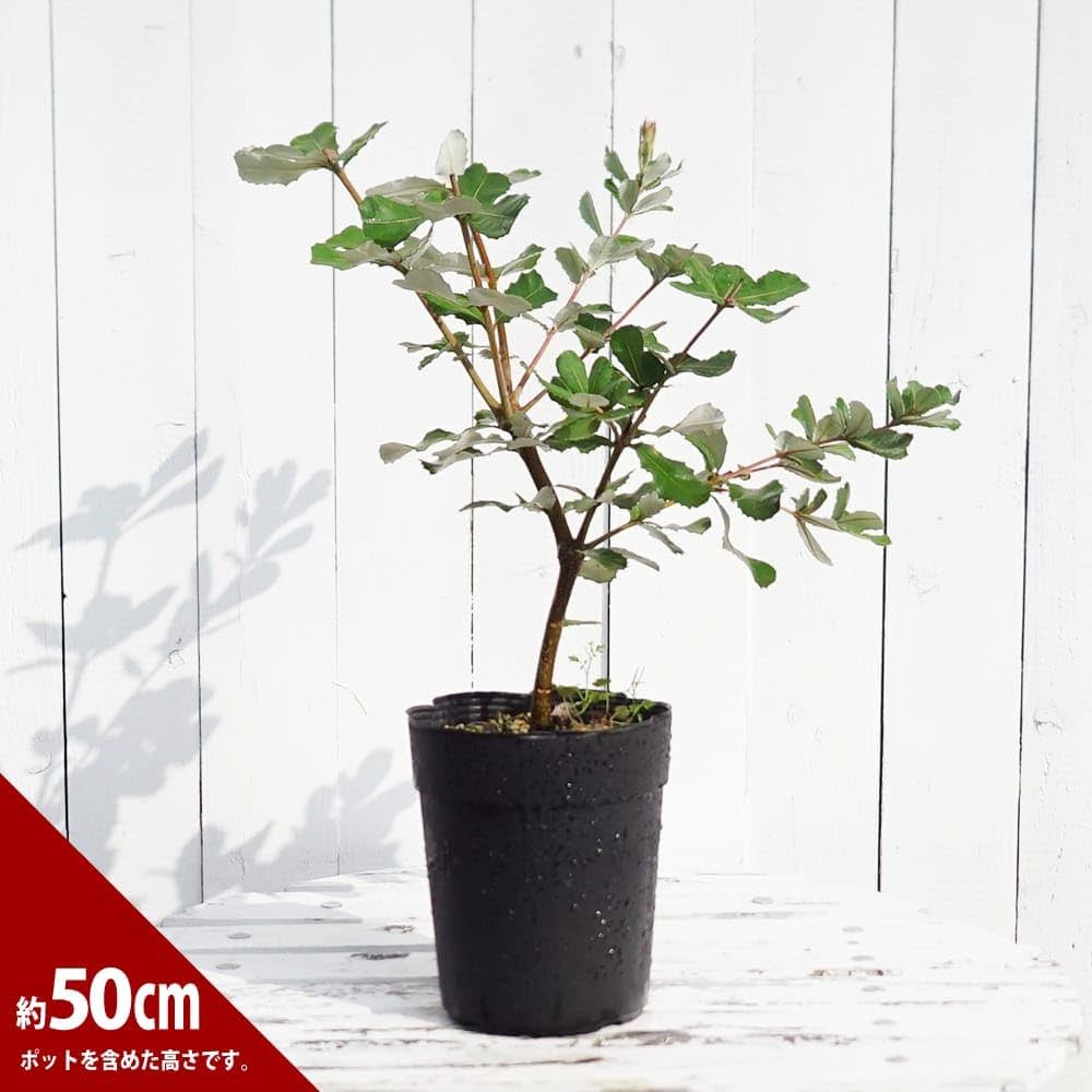 バンクシア メンジーシー シンボルツリー 美樹形 バンクシア メンジーシー シンボルツリー 美樹形 バンクシア