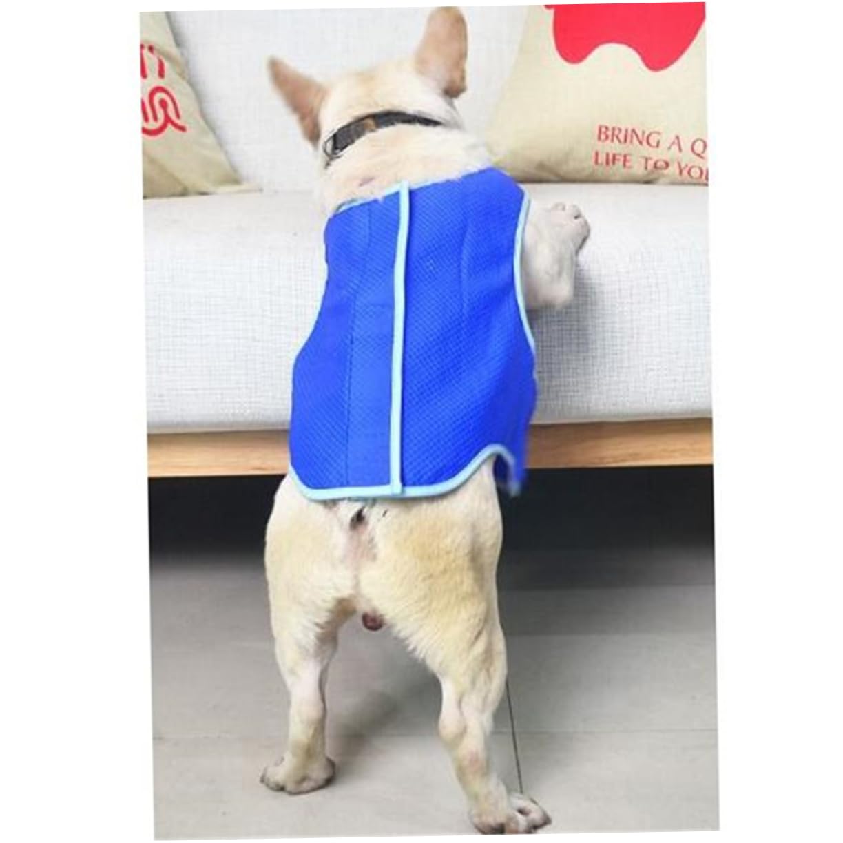 Housoutil 3pièces Gilet De Refroidissement pour Chiens Rafraîchissant Maille PVA s Bleu Confortable Et Ultra-léger