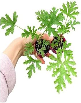 Mini Itır Bitkisi Mis Kokulu (5-10 Cm)1 Adet Saksılı, SRD30012025BYB1220