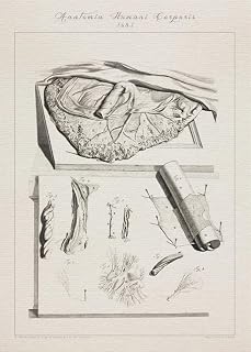 Human anatomy PLACENTA ARTERY VEIN print SRA3 12x18 conqueror laid paper