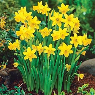 100 x Miniature Daffodils - Tete A Tete - Spring Flowering Dwarf Daffodil Bulbs