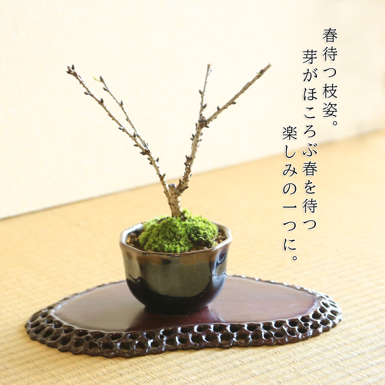 Amazon.co.jp: 遊恵盆栽 桜盆栽：ミニ御殿場桜*（瀬戸焼 紺 花形丸鉢