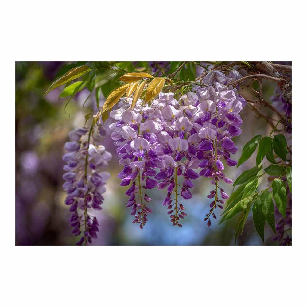 ZAMAEIU Nature Landscape Canvas Wall Art Wisteria in blooms posters picture, Modern Wall Decor, for Bedroom, Office, Living Room, Corridor, classroom(Purple;)-20x30cm Unframed