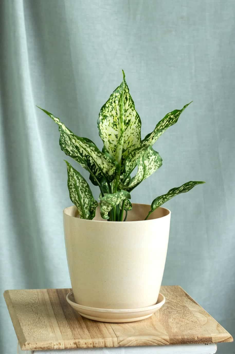 Plants for home decor live plant indoor (Aglaonema snow white live plant) Pack of 1 Live plant with pot