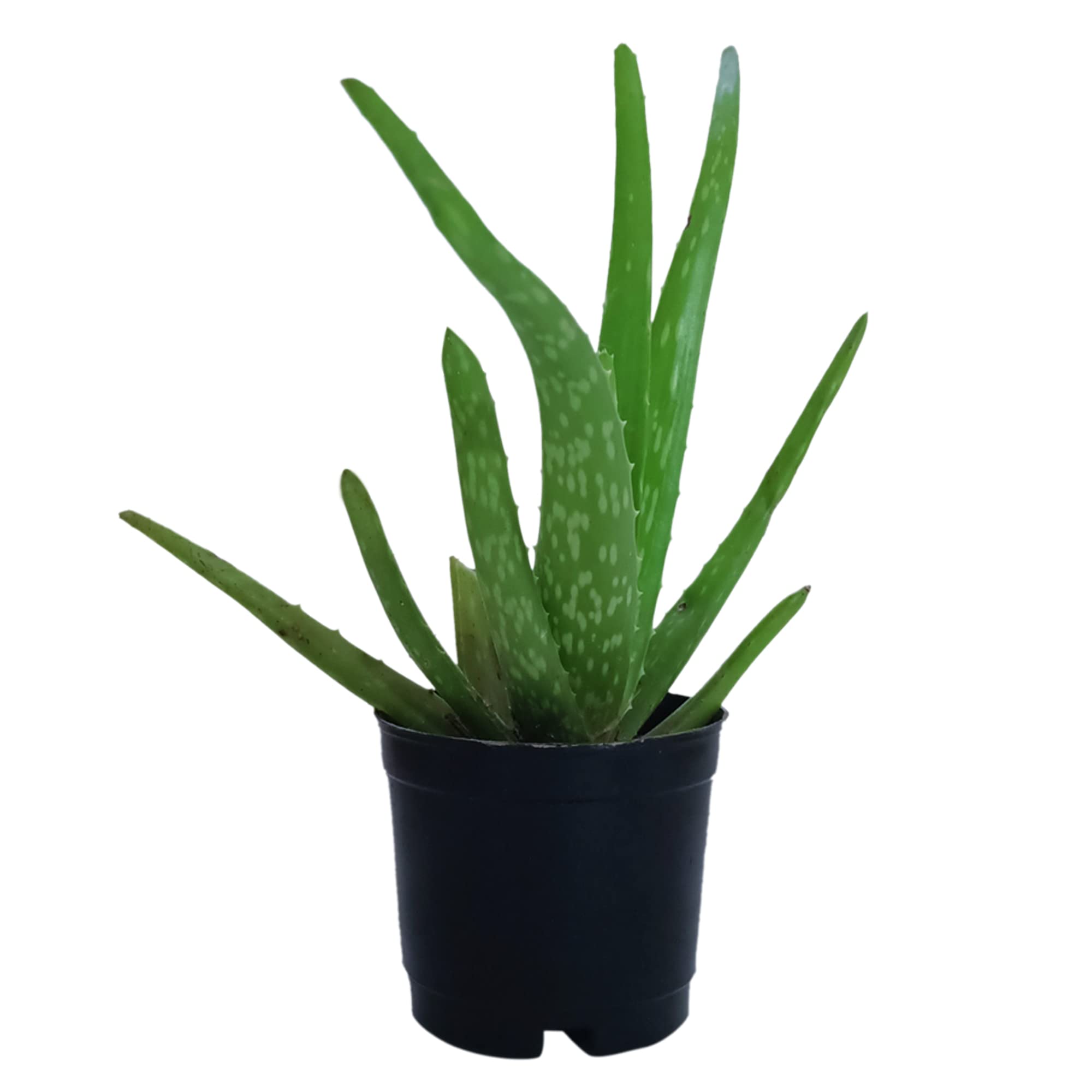 Growkaro Aloe vera Medicinal live Plant with Black Nursery Pot| Medicinal Plants | Plant for home| Ayurvedic Medicinal Plant | Herbal Plant | indoor & outdoor Medicinal plant |( 3 inch pot)| (B09SLWV8L9) Amazon Price History, Amazon Price Tracker
