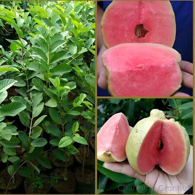 See full amazon price history chart for Charming Gronhus JAPANESE SEEDLESS RED DIAMOND GUAVA AMRUD FRUIT GRAFTED LIVE PLANT With Black Plastic Pot Charming Gronhus JAPANESE SEEDLESS RED DIAMOND GUAVA AMRUD FRUIT GRAFTED LIVE PLANT With Black Plastic Pot (B0DB878XGH) Amazon Price History, Amazon Price Tracker