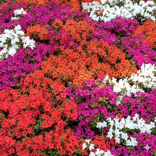GardenersDream 4 x Mixed Azalea Plants in Pots - Colourful Garden Ready Outdoor Plants - Low Maintenance Spring Evergreen Flowering Shrubs for Gardens, Borders, and Containers (20-40cm incl. 9cm Pot)