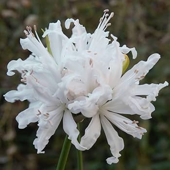 Amazon.co.jp: ネリネ ホワイト ② ダイヤモンドリリー 1球 球根