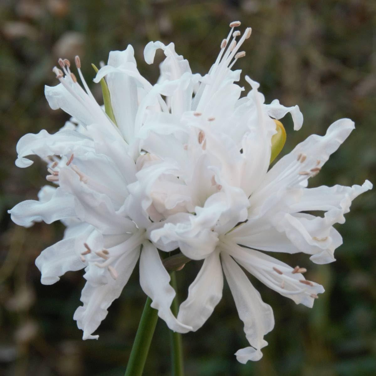 ダイヤモンドリリー（ホワイト）球根のみ ダイヤモンドリリー 球根 白花 1球 ネリネ サルニエンシス