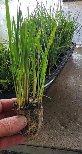 (1) - Karl Foerster Feather Reed Grass - Starter Plug (M) (1 Live Plant) #TOP9