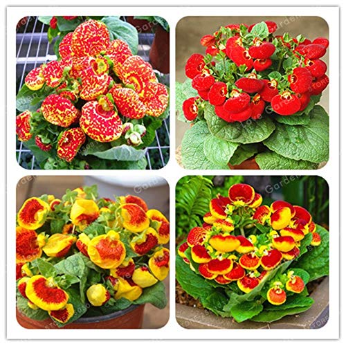 Semi Di Calceolaria – Pianta Perenne Resistente Per Balcone E Giardino, 300 Pezzi