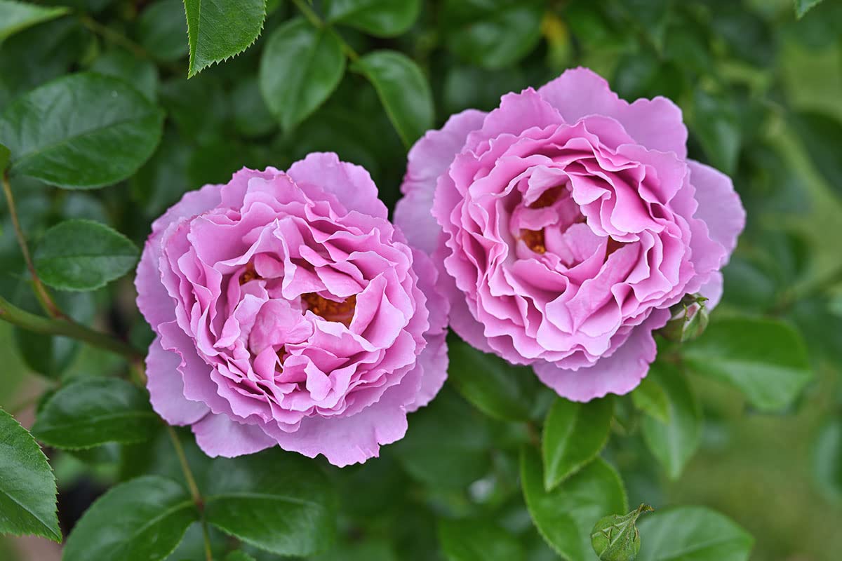 ⭐️購入前必ずコメント下さい　四季咲きバラ苗 木立性　紫 バラ苗 大苗 2026 紫式部 Murasaki Shikibu 四季咲き 国産ノイバラ台木