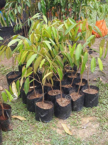 Image of Agritech Black Nursery Cover /Plant Grow Bag - 25 Nos (12x13, 25)