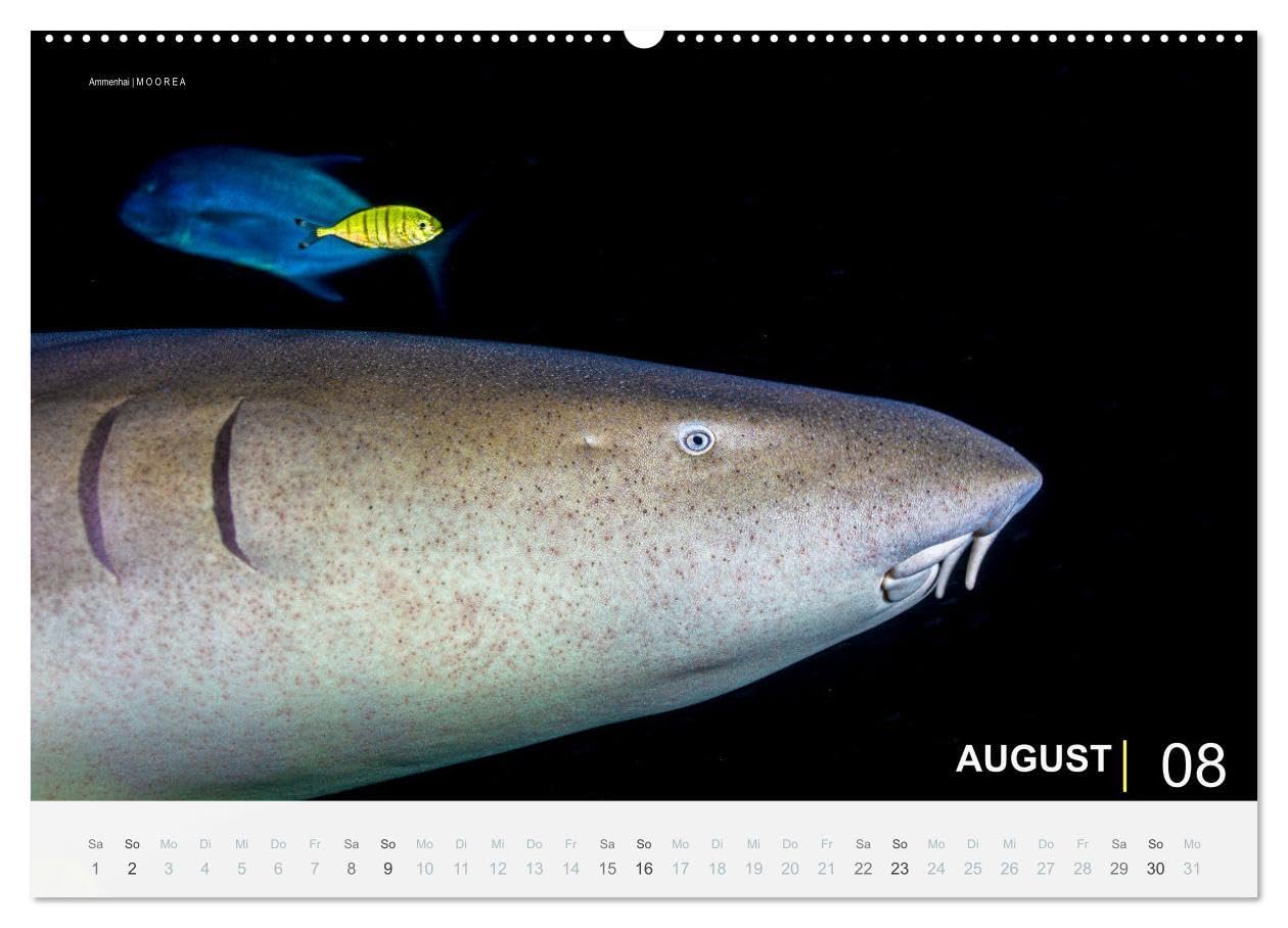 Einfach Tauchen - Wunderbare Tauchplätze und Korallenriffe (Wandkalender 2026 DIN A2 quer), CALVENDO Monatskalender: Farbenfrohe Unterwasserfotos der beliebtesten Reisezielen für Taucher.