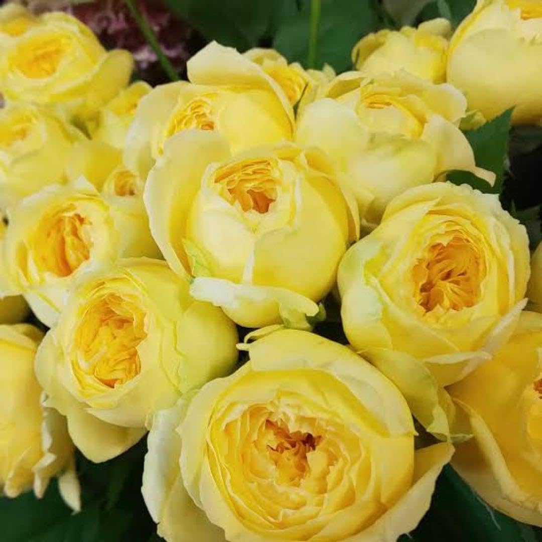 Amazon.co.jp: 切花 バラの苗 カタリナ苗 薔薇 1苗 : DIY・工具・ガーデン