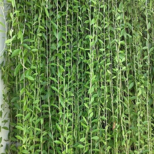 Charming Gronhus Live Curtain Creeper parda vel Vernonia elaegnifolia Live Plant With Black Plastic Pot (B0CQ2SXNGK) Amazon Price History, Amazon Price Tracker