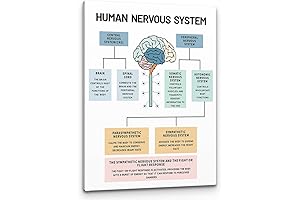 PHAMTE Psychology Posters: Enriching Minds with Art