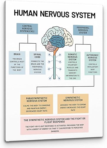 PHAMTE Póster de pared para la salud mental del sistema nervioso humano, anatomía cerebral y psicología, lienzo enmarcado para decoración de oficina