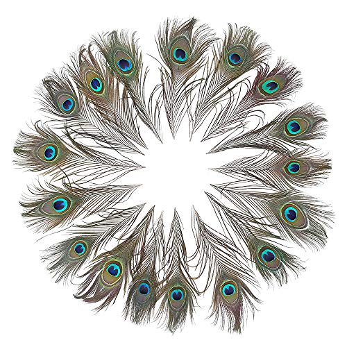 12 PCS Real Natural Peacock Eye Feathers 10-12 inch for DIY Craft, Wedding and Holiday Decorations by Ballinger - Image 9