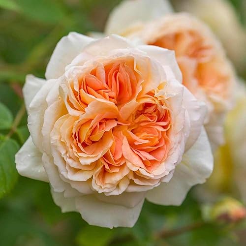 Miniatura 5 de Heirloom Roses David Austin Rose Bush - Bathsheba - Planta de rosa trepadora naranja viva para plantar al aire libre