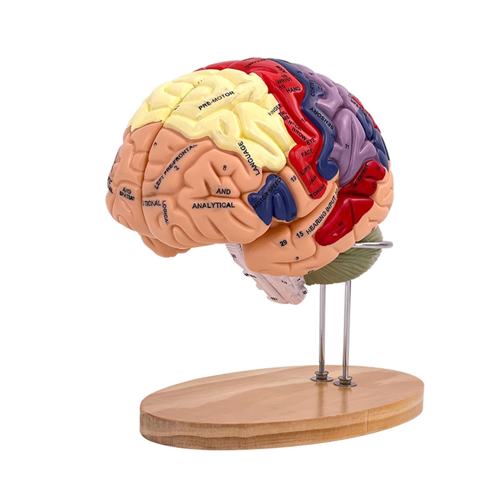 MagiDeal Cerebro Humano Agrandado 2X - Modelo Médico de Enseñanza Anatómicamente Preciso con Base, 4 Partes para Psicología