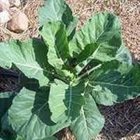 Champion Collard Greens Seeds - NON-GMO Heirloom, 50+ Seeds, Abundant Tasty Dark Green Leaves, Mosaic Tolerant - CountryCreekAcres