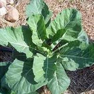 Champion Collard Greens Seeds - NON-GMO Heirloom, 50+ Seeds, Abundant Tasty Dark Green Leaves, Mosaic Tolerant - CountryCreekAcres
