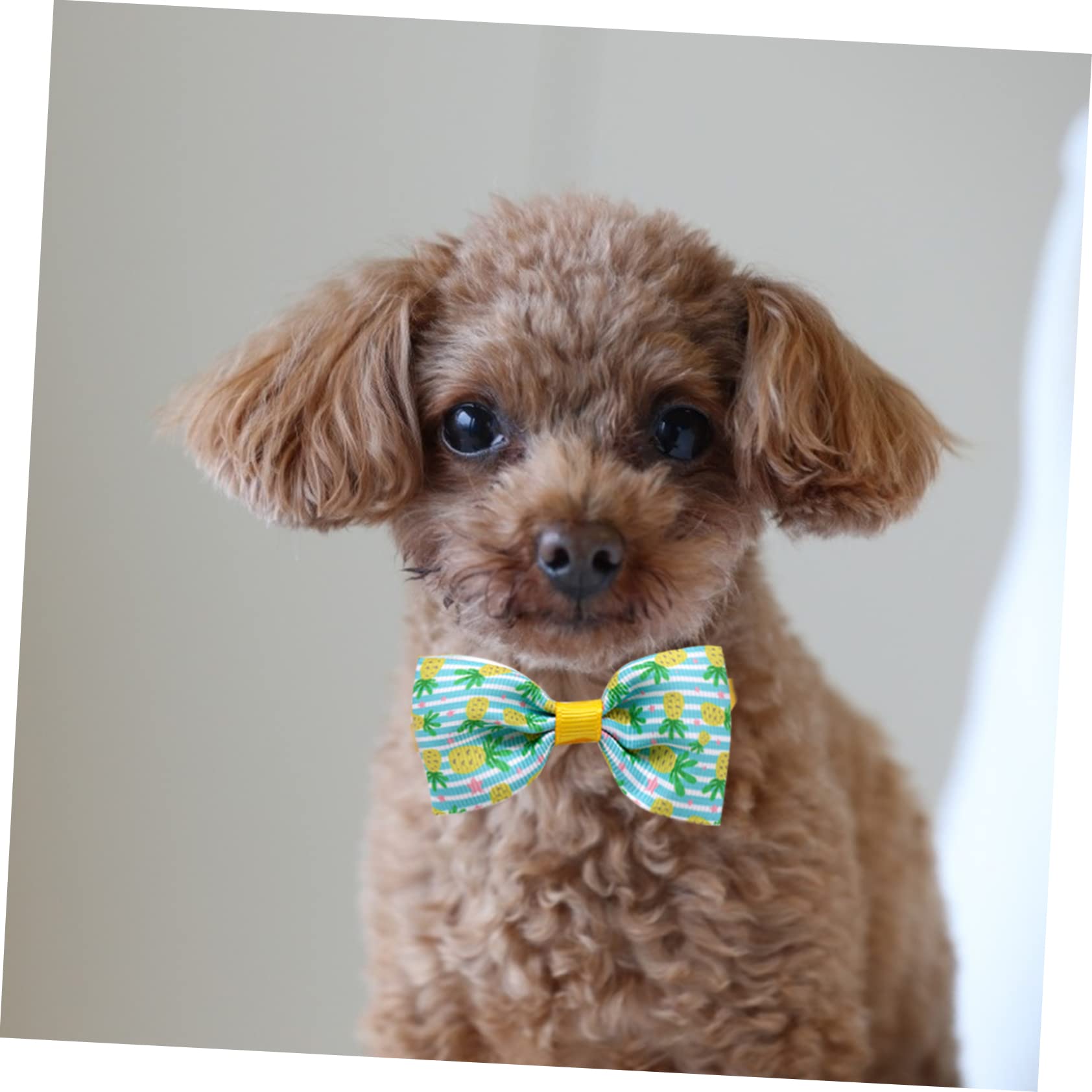POPETPOP 48 STK Haustier Fliege Katze Bowknot-Halsband Kätzchen Fliege Süßer Schleifenkragen Halsschleifen Für Hunde Haustierhalsbänder Baby Kleine Tiere Gerippter Gürtel Mädchen