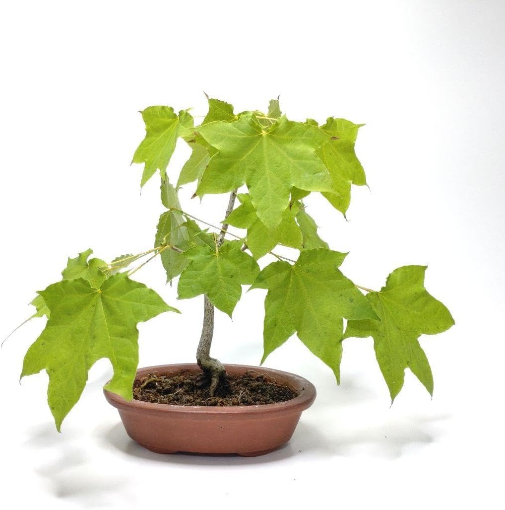 板屋楓 イタヤカエデ 盆栽