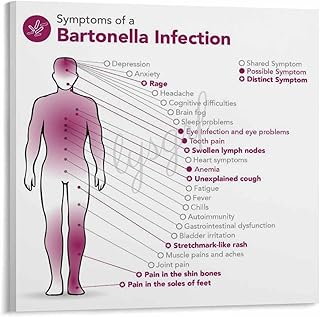 Symptoms of A Bartonella Infection Poster Hospital Wall Art(1) Canvas Painting for Living Room Bedroom Decor 28x28inch(70x70cm) Frame-style