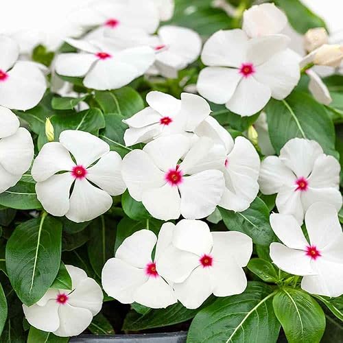Miniatura 2 de Outsidepride Vinca Periwinkle Cascade Polka Dot Garden Flower, cubierta del suelo y plantas en contenedores - 50 semillas