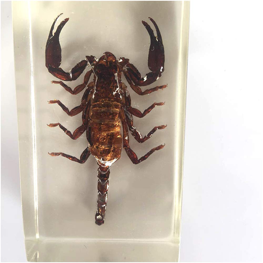 サソリの置物 Amazon.co.jp: ? ? サソリ フィギュア リアル 動物 ZOO 約22g