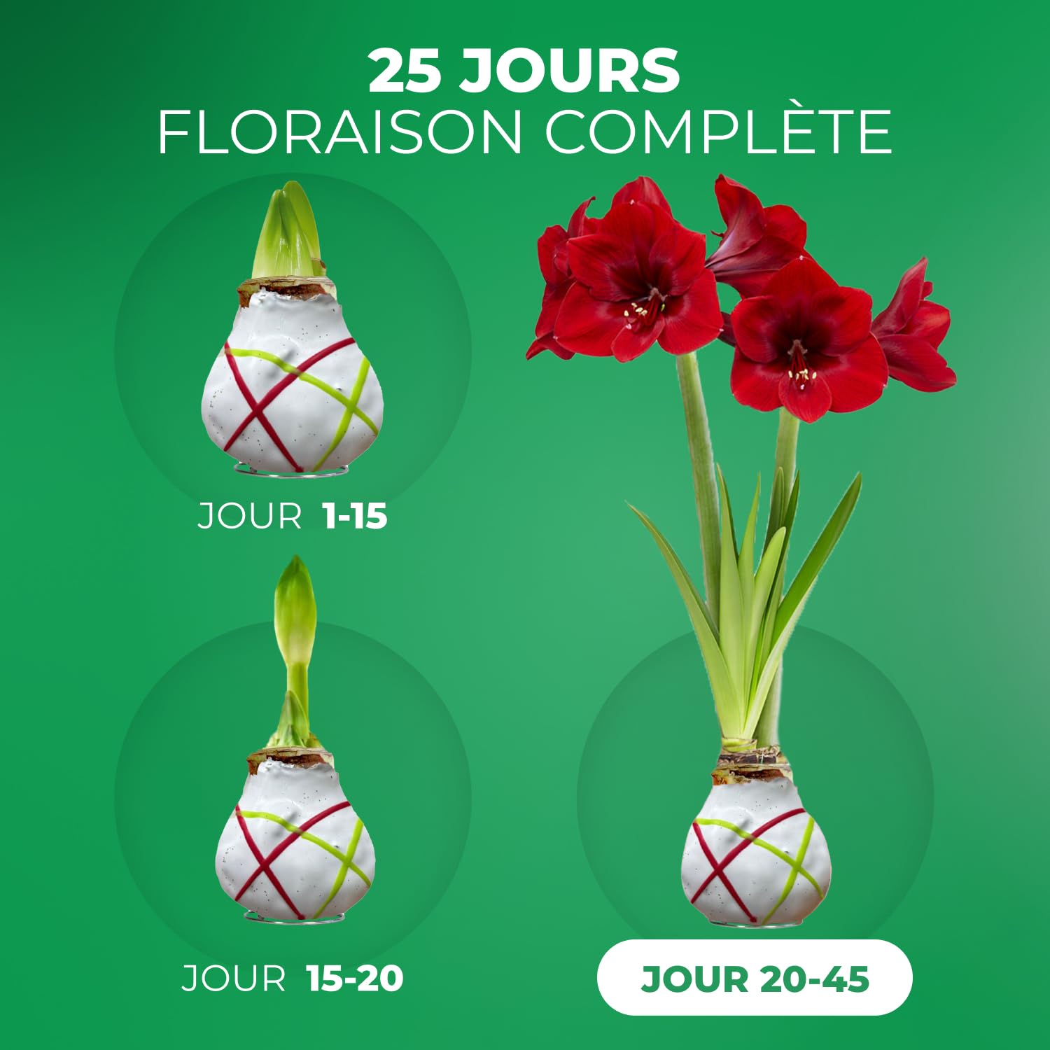 Amaryllis Bulbe en cire Striped White - 2 pièces