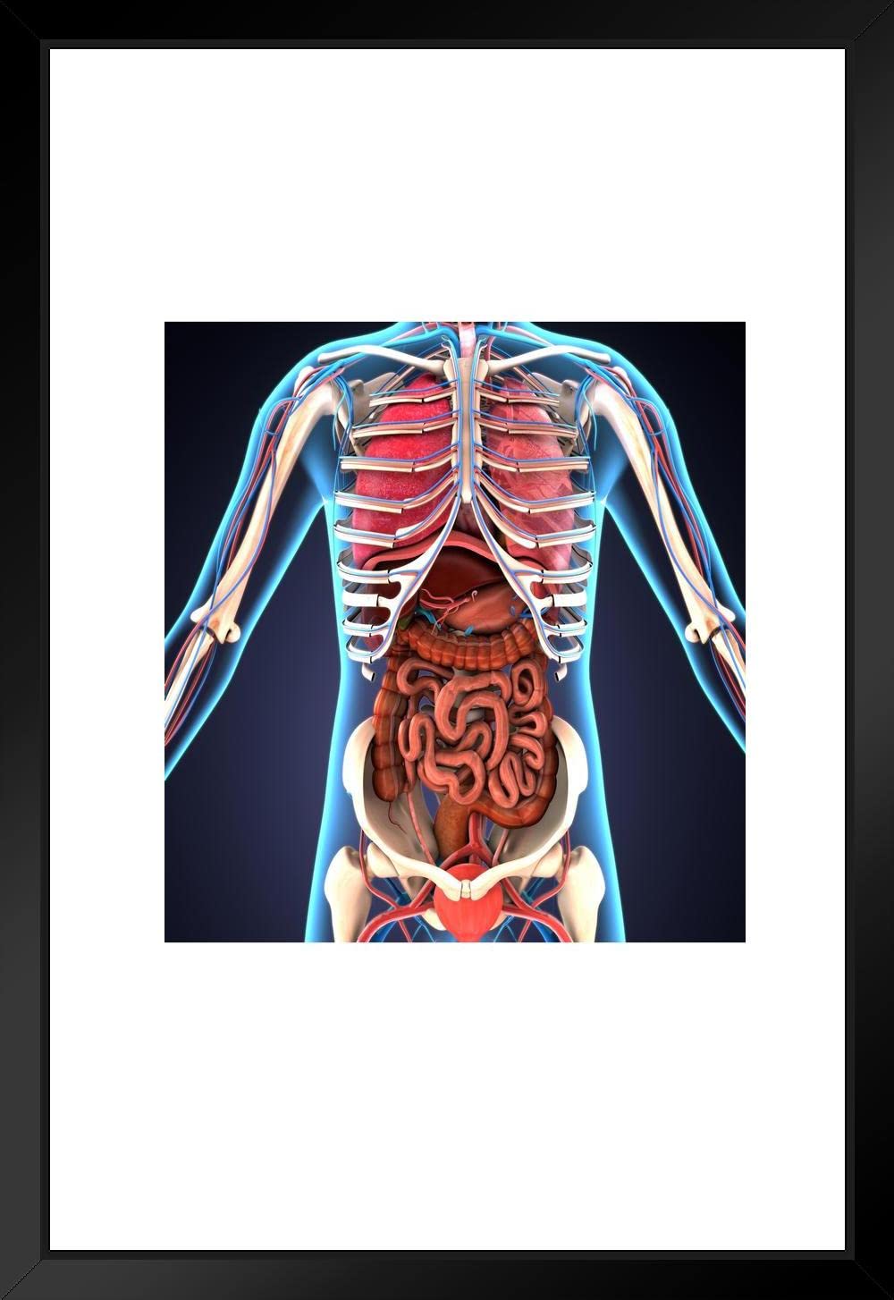 Human Body Organs Skeletal System 3D Illustration Educational Chart Matted Framed Wall Art Print 20x26