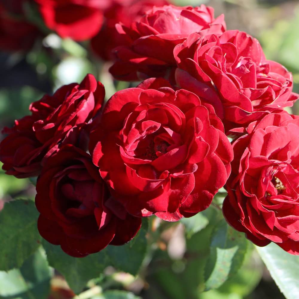 Amazon.co.jp: 薔薇の苗