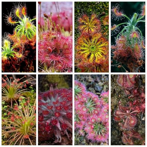 Generic 500 Stk. Sonnentau Fleischfressende Pflanze Samen