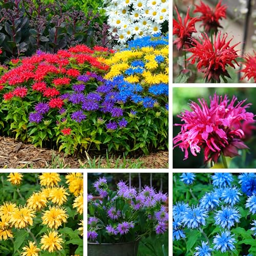 Mixrug Bee Balm Seeds for Planting, 500pcs Ornamental Bee Balm Perennial Flower Seeds Non-GMO Heirloom Rare Cut Flower Plants, Open Pollinated Beauty Home Garden for Outdoors
