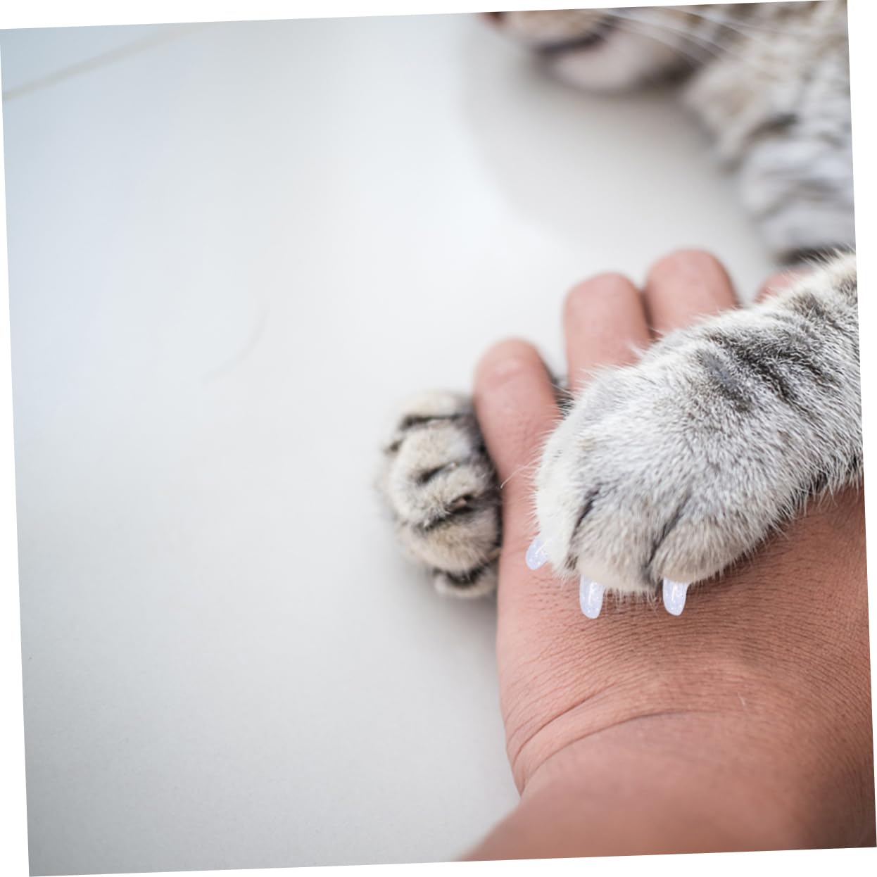 BESPORTBLE 300stücke Katzen Krallenabdeckung Für Kratzschutz Weiche Und Flexible Nägelkappen Für Haustiere Sicherer Krallen-Schutz Für Kätzchen Und Katzen
