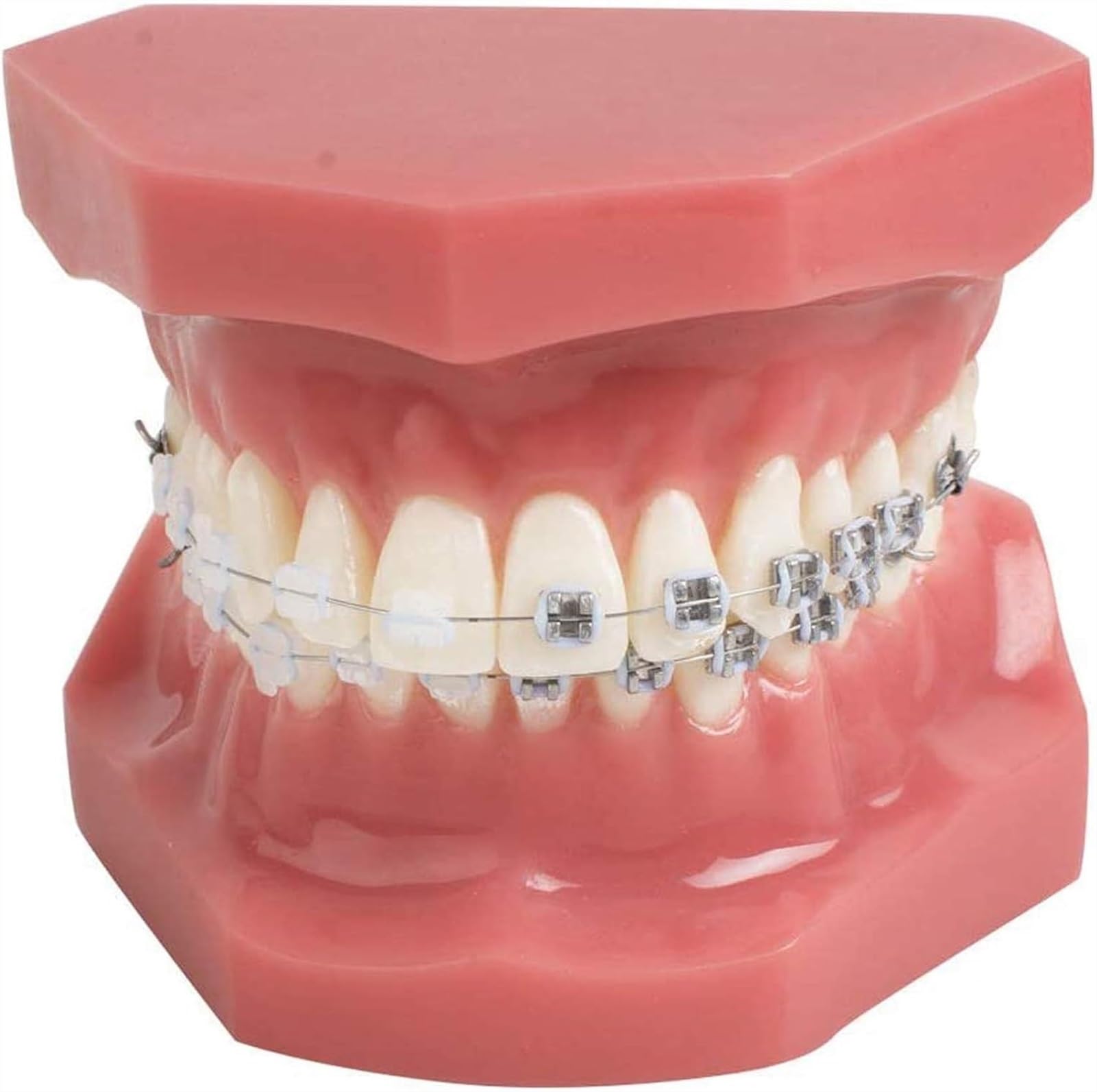 Zahnkieferorthopädie Dental Demonstration Modell, Lehren Studie Werkzeuge mit Metall und Keramik Ständer
