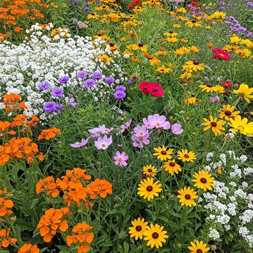 Image of Ferry-Morse Gulf Coast-Caribbean Bulk Wildflower Seeds, 300,000+, 1 lb