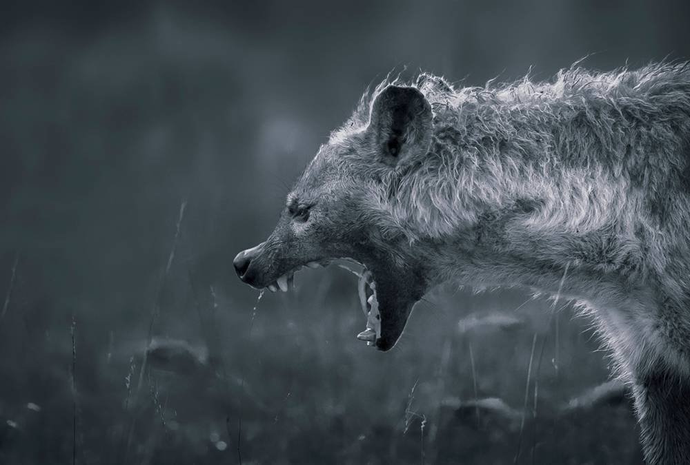 Hyena Angry White and Black Art Print Canvas Poster,Home Wall Decor(13x20 inch)