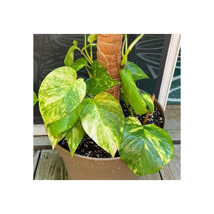 Buy Mandy's Farm Epipremnum Aureum/Giant Money Plant Hawaiian Hybrid