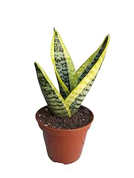 サンスベリア・ディアブロ Sansevieria Diablo サンスベリア・ディアブロ Sansevieria Diablo - メルカリ