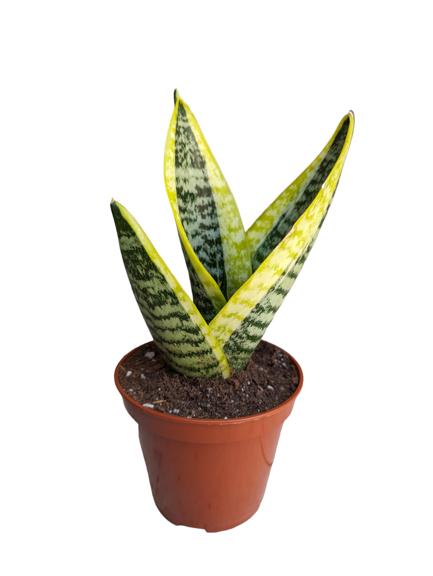 Generic Superba Robusta Snake Plant Sanseveria, 4 inch Pot, Impossible to Kill, Indoor/Outdoor, Yellow/green