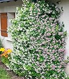 BALDUR Garten 2er Duft-Jasmin Pink & Weiß, Pflanzen im 9x9 cm-Topf, Trachelospermum jasminoides, Pink Showers, Sternjasmin, duftend, winterhart, pflegeleicht, blühende Kletterpflanze
