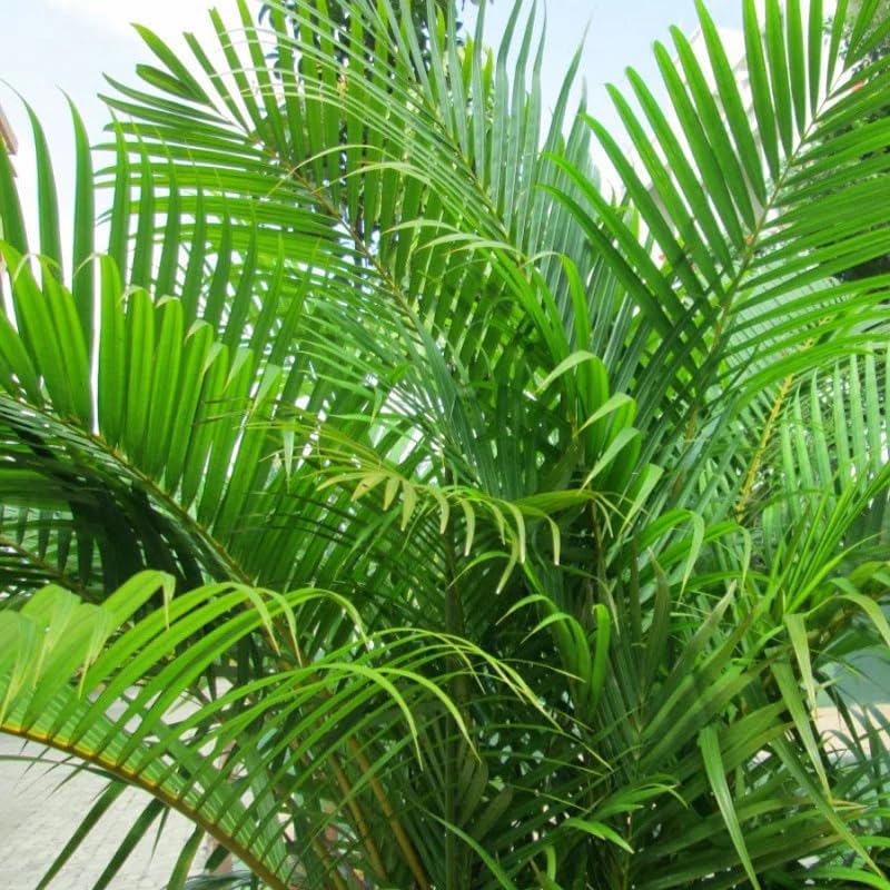 Image of Areca Palm Indoor Live Plant with Pot | Big Leaf Fast Growing Air Purifying Palm Plant | Tropical Decorative Indoor Houseplant for Home Office Living Room Bedroom Balcony Decor | Pack of 1