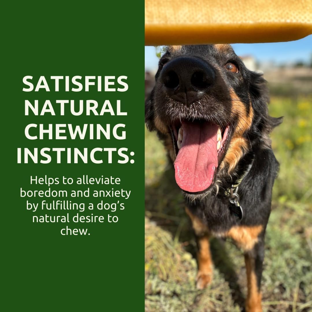 WhiteTail Naturals Yak Cheese Dog Chews (6 Pack-Medium) Long Lasting Tough Dog Bones for Aggressive Chewers & Teething Puppies - All Natural Himalayan Dental Milk Treat